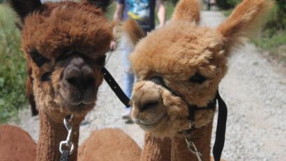 Bild: olr
Alpakas in der Oberpfalz