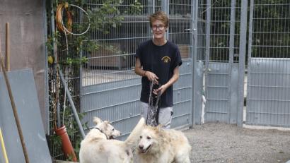 Bild: Hirsch
Tierpflegerin Sophie Peters kümmert sich um den weiblichen Labrador-Mischling (links) und den männlichen weißen Schäferhunde-Mischling (rechts), brachte sie heute zum Tierarzt und wird sie wohl wegen des Ungezieferbefalls scheren müssen. Die Hunde befinden sich in der Quarantäne-Station des Tierheimes in Schwandorf.