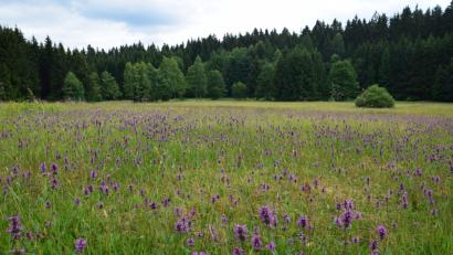 Bild: exb
Blütenreiches Paradies für die Insektenfauna: Die Flachmoorwiese Kainzbachtal mit dem Heilziest soll Naturwunder 2018 werden.