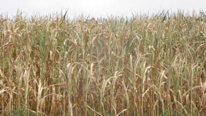 Bild: ihl
Eigentlich sollte der Mais jetzt sattgrün da stehen und einen grünen Schutzwall bilden. Stattdessen sieht er bemitleidenswert aus.