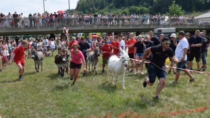 Bild: bö
Das Esekrennen in der Flutmuldenarena lockte am Marktfestsonntag trotz Gluthitze mehrere Hundert Zuschauer an.. Sieger wurde in diesem Jahr erstmals die freiwillige Feuerwehr aus Adertshausen.