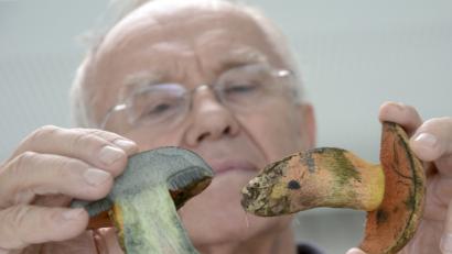 Bild: Gabi Schönberger
Norbert Griesbacher zeigt Verfärbungen an einem Hexenröhrling.