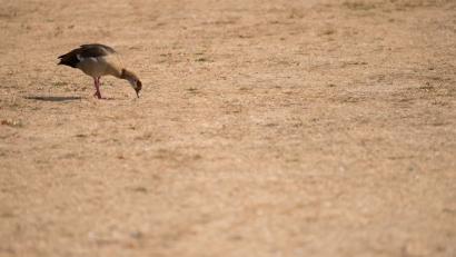 Bild: Silas Stein/dpa
In manch einem Garten mag es ähnlich trist aussehen, wie an dieser Stelle, wo eine Nilgans nach Futter sucht.