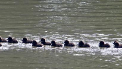 Bild: Wolfgang Steinbacher
Eine Entenmama schwimmt mit 16 Küken auf dem Speckmannshofer Weiher. Ob die Kleinen wohl alle zu dieser Mama gehören?