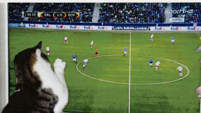 Bild: exb
Ein Spiel ganz nach seinem Geschmack: Kater Felix greift mit der Tatze ins Fußballgeschehen ein.
