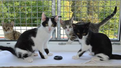 Bild: hcz
Viele kleine "Racker" warten im Tierheim. Hier sind etwa Kuno, Karlchen, Benny und Duffy (von links) zu sehen.