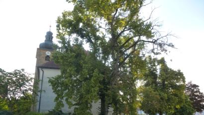 Bild: bk
Die Kaltenbrunner Linde bleibt erhalten. Es werden lediglich dürre Äste entfernt