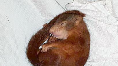 Bild: Polizei/Polizeipräsidium Karlsruhe/dpa
Ein Eichhörnchen liegt schlafend auf einem Lager. Zuvor hatte es hartnäckig einen Mann verfolgt und damit einen Polizeieinsatz ausgelöst.