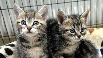 Bild: Alexander Unger
Katzenkinder im Tierheim Amberg,