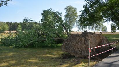 Bild: jr
Opfer eines Sturms wurde am Mittwochnachmittag dieser Baum beim Schloss Fockenfeld.