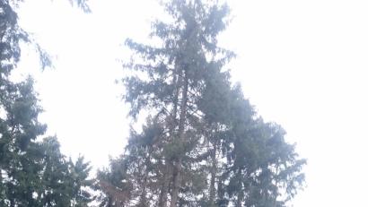 Bild: dob
Wer im Wald derzeit braune Baumkronen entdeckt, sollte umgehend Alarm schlagen. Die Situation ist brenzlig. Der Borkenkäfer frisst sich gierig durch den heimischen Wald.