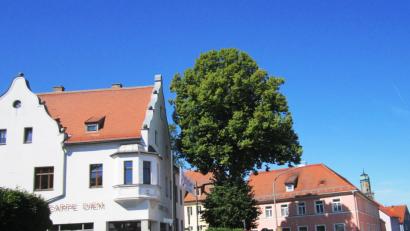 Bild: dob
An der „Schöfer“-Kreuzung steht heute die Friedenslinde. Der Baum hat eine 200-jährige Geschichte.