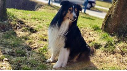 Bild: exb
Joschi: Dieser Collie aus den Krummen Äckern musste jetzt eingeschläfert werden.