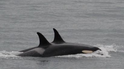 Bild: Uncredited
Der Orca namens J-35 (vorne) beim Schwimmen mit Artgenossen. Foto: Center for Whale Research via AP