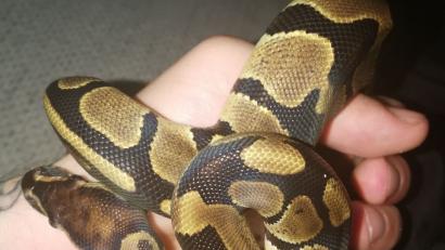 Bild: Dominik Sauer
Die wenige Monate alte Königspython ist wieder da. Sie lag am Montagmorgen in einer Plastiktüte vor der Wohnungstür von Dominik Sauer.