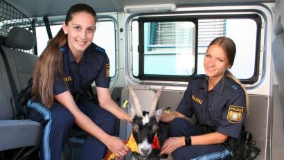 Bild: -
Polizeiobermeisterin Kossner (l.) und Polizeimeisterin Johannes mit der Ziege in einem Polizeifahrzeug. Foto: Polizeipräsidium Unterfranken