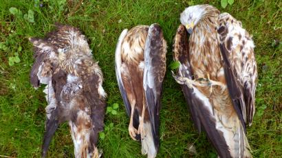 Bild: LBV-Zentrum Mensch und Natur Cham/dpa
Die Ermittlungen zu der Vergiftungsserie im Landkreis Cham im vergangenen Sommer sind inzwischen eingestellt worden.