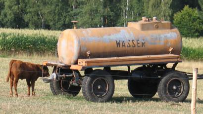 Bild: bkr
Ein Wasserfass macht für das Langhornkalb die Hitze erträglicher.