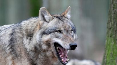 Bild: Ingo Wagner
Europäische Grauwölfe halten sich in einem der weitläufigen Gehege eines Wolfscenters auf. Foto: Ingo Wagner/Archiv