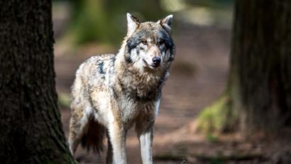 Symbolbild: Alexander Heinl/dpa
Fünf Kälber im Landkreis Oberallgäu sind nach Angaben des Landesamts für Umwelt (LfU) von einem Wolf getötet worden.