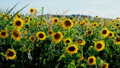 Bild: do
Sonnenblumen