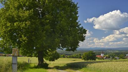Bild: Günter Moser
Am Kreuzweg bei Großschönbrunn steht diese mächtige Eiche.