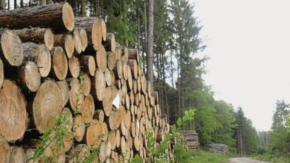 Bild: ge
Riesige Holzstöße lagern derzeit im Breitenbrunner Tal neben der Forststraße.