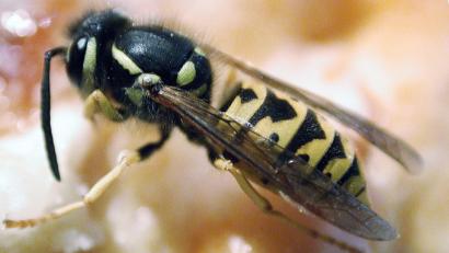 Bild: Karin Wilck
Wespen sind für viele kleine Quälgeister. Doch eigentlich sind sie sehr nützlich: Sie fressen Blattläuse und andere schädliche Insekten und sind selbst eine gute Nahrungsquelle für Vögel.