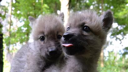 Bild: Carmen Jaspersen/dpa
Wolfswelpen kommen recht tapsig daher. Wenn ausgewachsene Exemplare aber durch die Kulturlandschaft streifen, ist es mit dem Baby-Bonus schnell dahin. CSU-Politiker Harald Schwartz und LBV-Chef Norbert Schäffer sind bei einem Redaktionsgespräch auf der Suche nach einem gemeinsamen Nenner in Sachen Problemtiere.