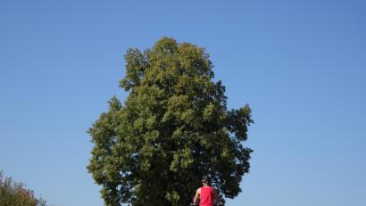Bild: Robert Stammler
Beim Hansenkreuz in der Nähe von Hahnbach steht dieser Baumriese.