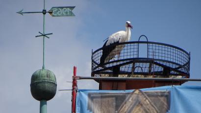 Bild: Dobmeier
Der Storch schaute sich lange um im neuen Horst am Alten Rathaus. Bild: Dobmeier