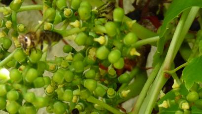 Bild: rlö
Tausende von Bienen tun sich seit Wochen gütlich an den winzigen Nektarquellen des Wilden Weins.