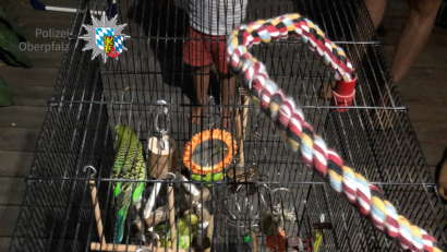 Bild: Feuerer, PI Regensburg Süd
Diese drei Wellensittiche findet eine Regensburgerin auf ihrem Balkon.