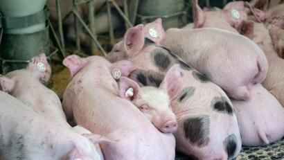 Bild: Peter Steffen/dpa
Es werden mehr Schweine in Deutschland erzeugt, als verzehrt werden.