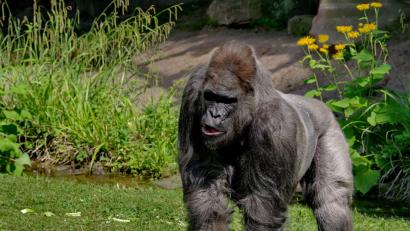 Bild: Helmut Maegdefrau
Gorilla Fritz ist am Montag im Nürnberger Tiergarten wegen Altersschwäche eingeschläfert worden. Foto: Helmut Maegdefrau/Tiergarten Nuernberg/Archiv