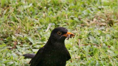 Bild: Ingrid Popp
Eine Amsel mit Futter im Schnabel.