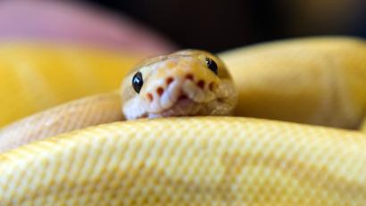 Bild: Paul Zinken/dpa
Symbolbild.