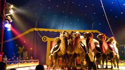 Bild: exb
In einer Phantasie wie in "Tausend und einer Nacht" wird eine prächtige Kamelkarawane vorgeführt. In einer Dressur zeigen fünf Wüstentiere eine magische Show.