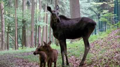 Bild: Wildpark Hundshaupten
Elchkuh Lotta steht mit ihrem Zwillingsnachwuchs Helga und Amelie im Freigehege des Wildparks Hundshaupten.