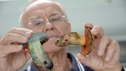 Bild: Gabi Schönberger
Norbert Griesbacher begutachtet skeptisch diesen aufgeschnittenen Röhrling – in der Heißzeit dieses Sommers ein Unikat.