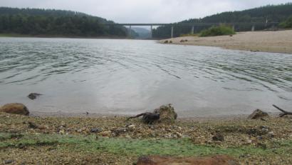 Bild: bl
Blaualgen sorgen am Eixendorfer Stausee für einen grünen Ufer-Rand. Erst wenn die Algen trocknen, verfärben sie sich blau.