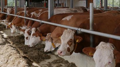 Bild: tr
Vielen Landwirten ist mittlerweile das Grünfutter ausgegangen. Weil der Zukauf von Futter teuer ist, werden nun Tiere günstig abgegeben.
