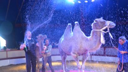 Bild: Kunz
Mit einer Sekttaufe erhält das Jungtier "Weidi" endlich einen Namen. Kamel-Mama "Tamara" nimmt´s gelassen.