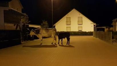 Bild: exb
Kühe im Wohngebiet: So etwas erleben die Polizeibeamten im Raum Parksteiner Straße.