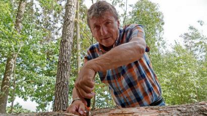 Bild: tr
Der Leiter des Forstbetriebs Waldsassen, Gerhard Schneider , muss nicht lange mit dem Messer unter der Fichtenborke suchen, bis er ein Käfernest entdeckt.