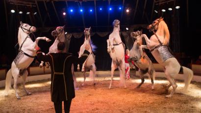 Bild: exb
Feurige Araberhengste begleiten Tierlehrer Francesco und präsentieren in der Manege ihr erlerntes Können.