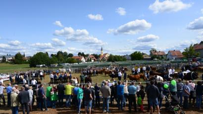 Bild: bey
Blick auf den Ring mit den Rindern und den Besuchern.
