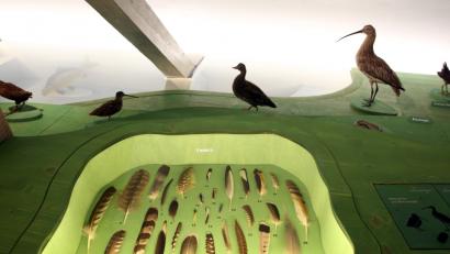 Bild: exb
Welche Feder gehört zu welchem Vogel? Im Naturinfozentrum im Stadtmuseum Schwandorf gibt's Antworten auf diese Frage.. Bild: Götz