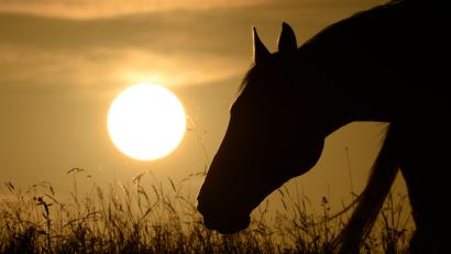 Bild: Felix Kästle/dpa
Symbolbild
