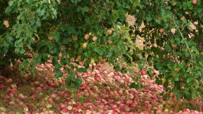 Bild: mng
So trifft „Der Apfel fällt nicht weit vom Stamm“ auch im übertragenen Sinne beziehungsweise bildlich hier zu.